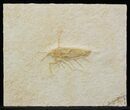 Jurassic Fossil Insect - Solnhofen Limestone #52504-1